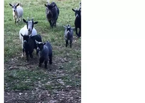 Baby goats for sale just in time for Christmas!